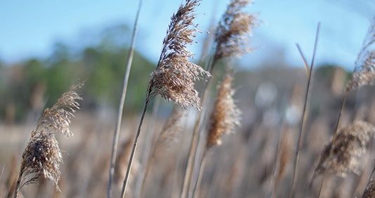 phragmites-australis-invasive-wetland-species