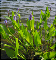 pickerel weed