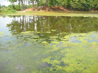 algae bloom