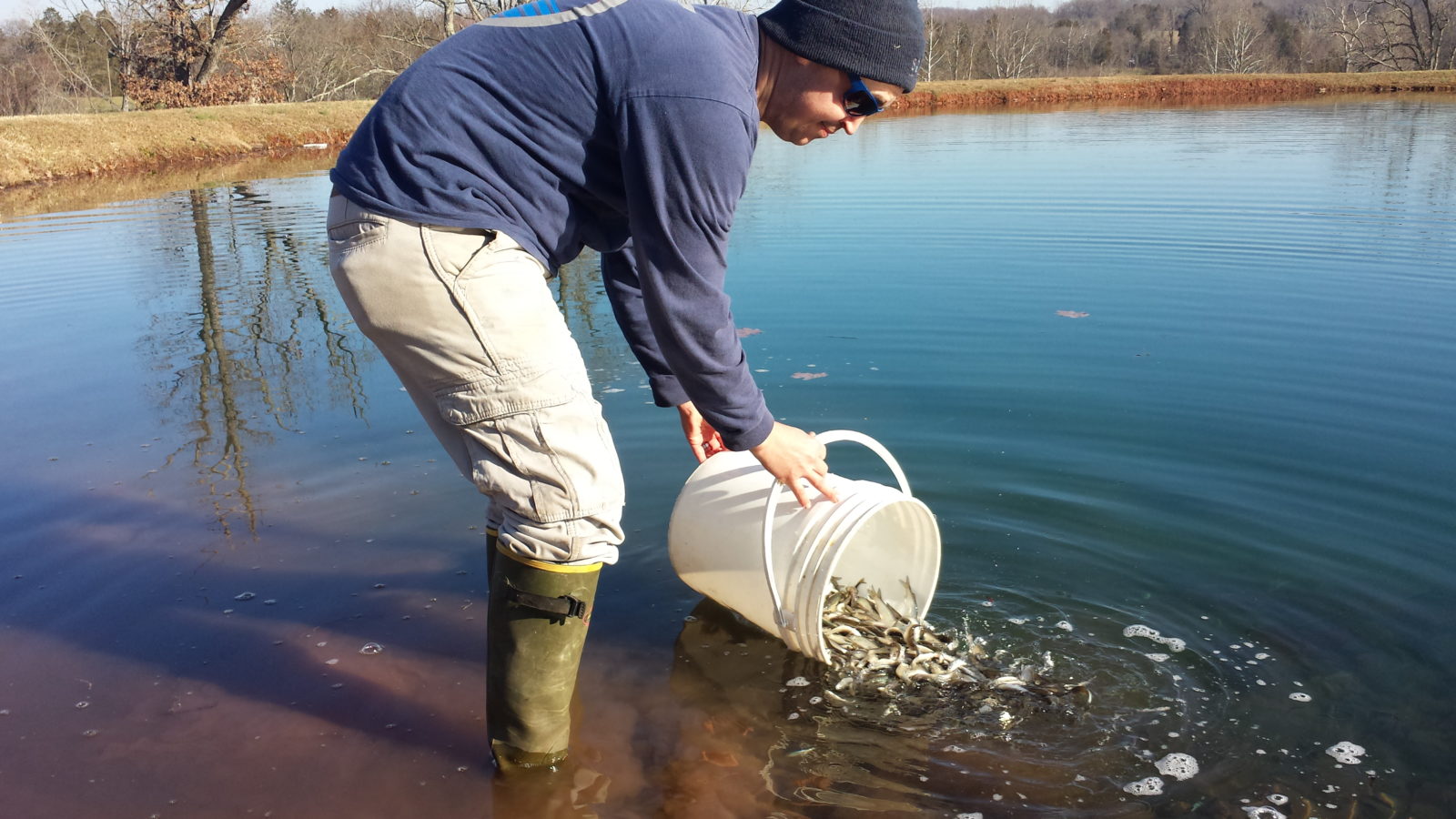 golden shiners-fish-stocking forage fish fisheries management