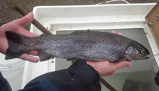 Fish Stocking: Rainbow Trout for Successful Winter Fishing