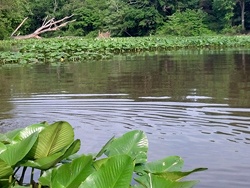 aquatic vegetation