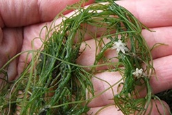 starry-stonewort-d.jpg