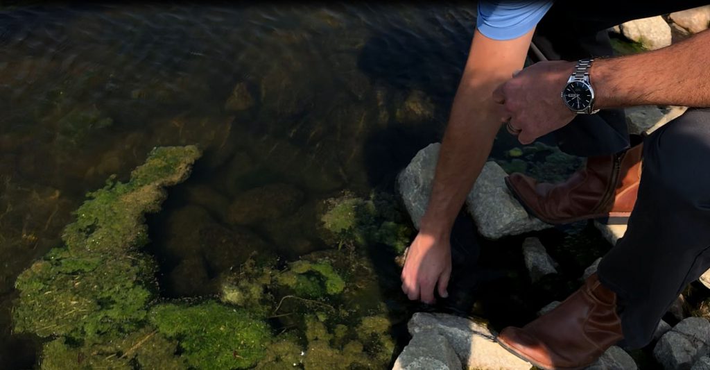 stormwater inspection lake and pond management - john phelps DE - community hoa - cyanobacteria - toxic algae - aquatic weed control