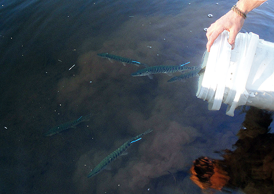 Tiger Muskies entering pond fish stocking 1