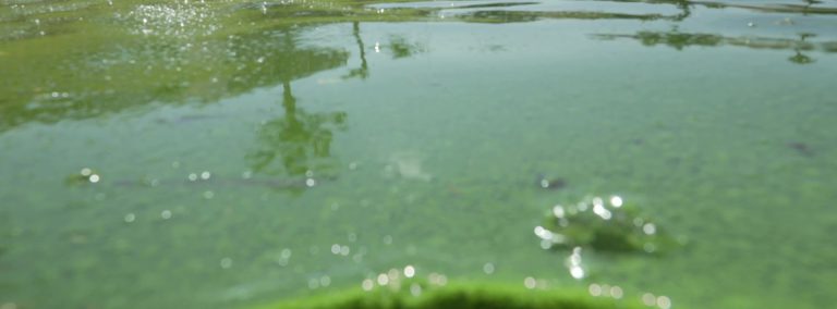 toxic algae - blue green - pond and lake management - cyanobacteria - nutrient overload - 3