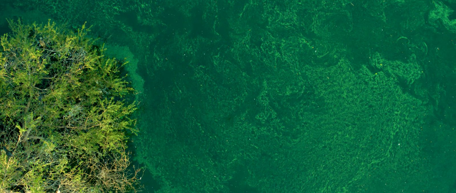 toxic algae - blue green - pond and lake management - cyanobacteria - nutrient overload