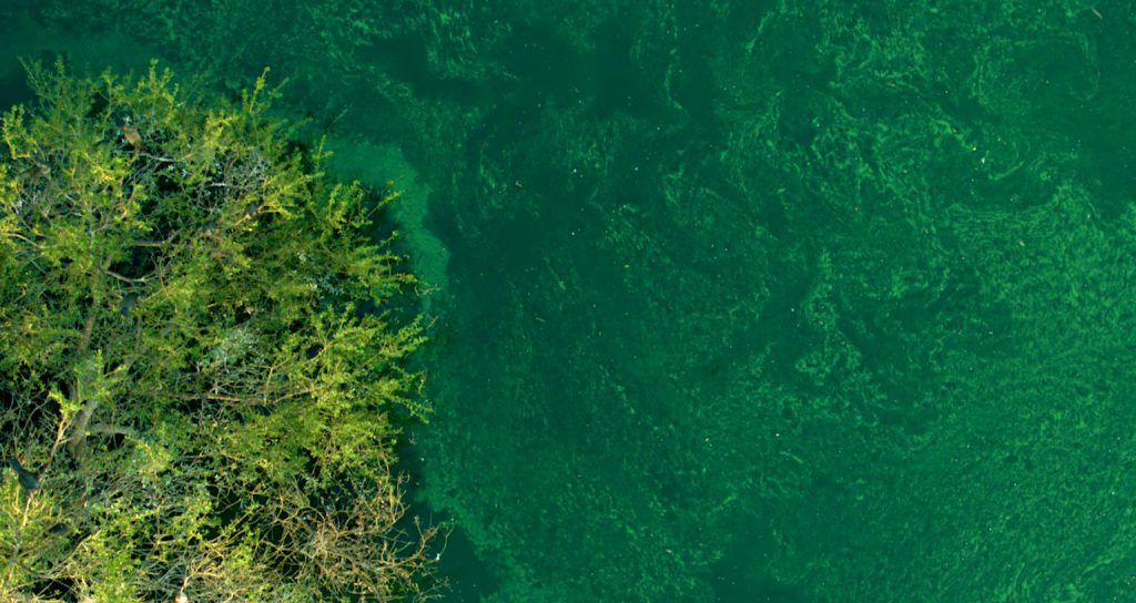 toxic algae - blue green - pond and lake management - cyanobacteria - nutrient overload