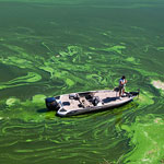 Toxic Algae