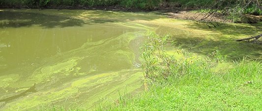 toxic-blue-green-algae-bloom