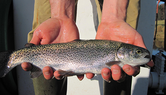 Rainbow trout fish stocking