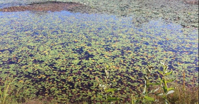 unidentified invasive aquatic weed