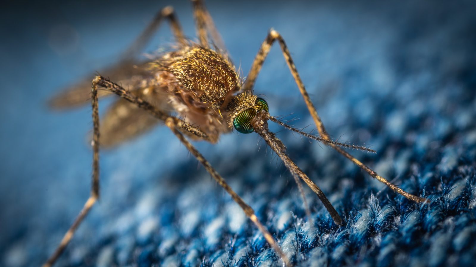 vdci mosquito closeup (2)