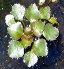 water-chestnut-invasive-species