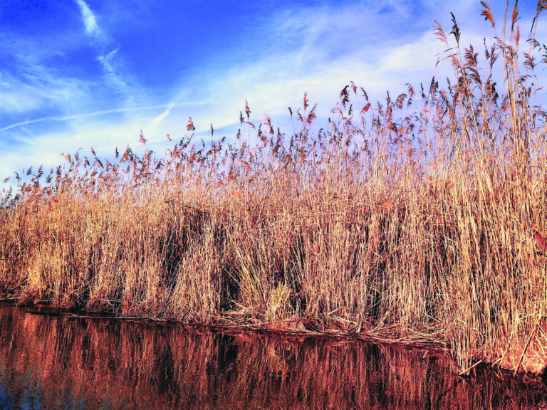 wetlands_Phragmites 2