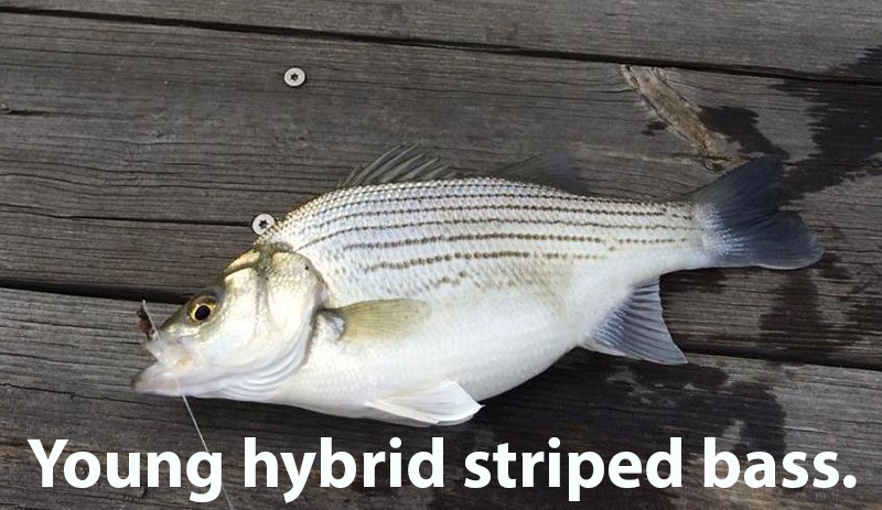 young_hybrid_striped_bass_caption_c