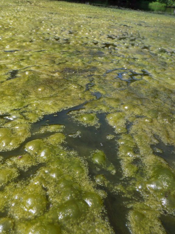 Article #2 nuisance algae pond algae habs nutrient remediation toxic algae control