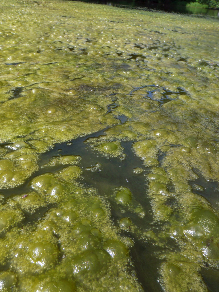 Article #2 nuisance algae pond algae habs nutrient remediation toxic algae control