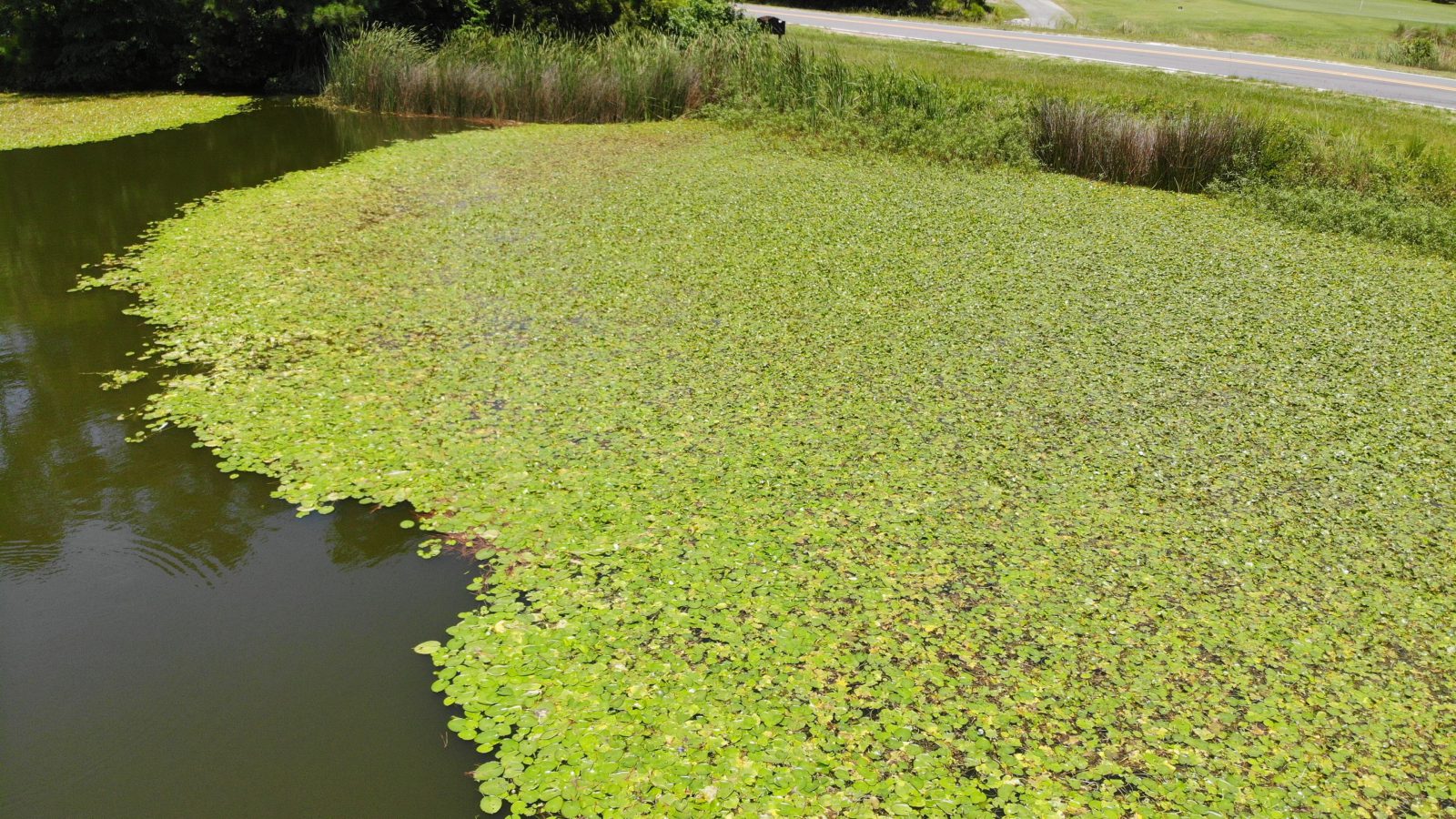 algae and aquatic weed control - invasive species mat