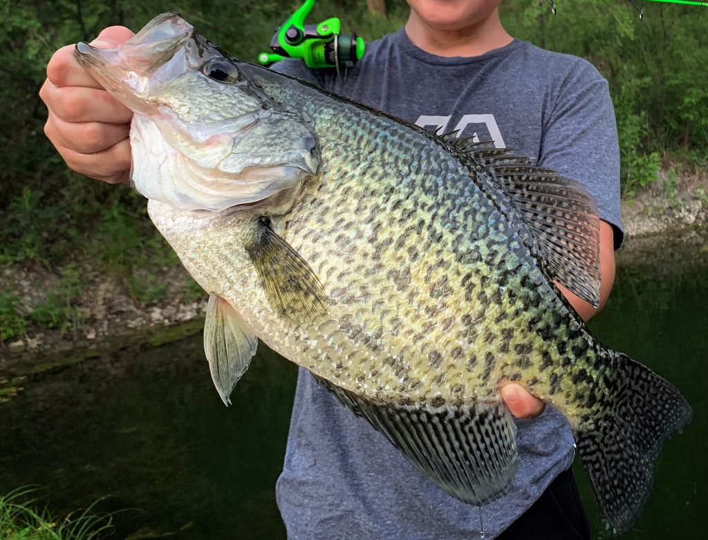 Black crappie