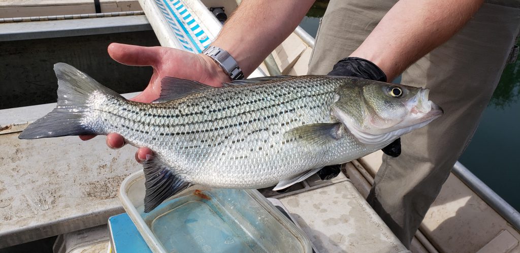 Hybrid Striped Bass