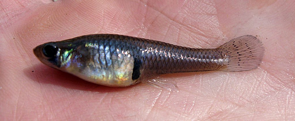 Know Your Pond Life: A Minnow is a Minnow, or is it? - American Sport Fish