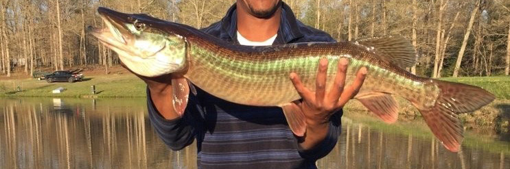 Tiger Muskie