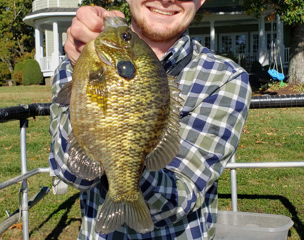 bluegill