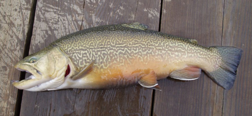 tiger trout