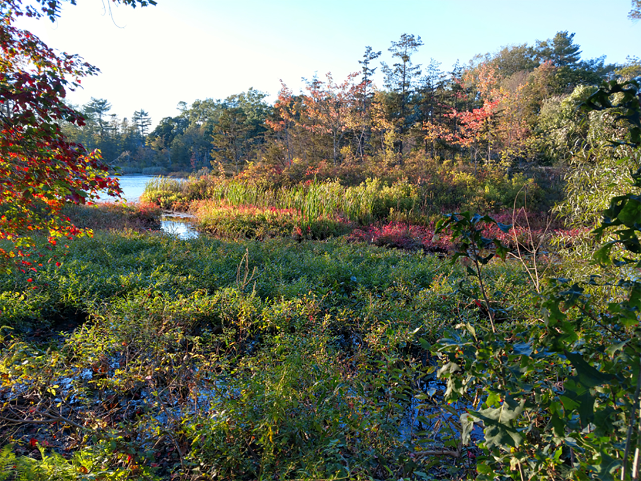 aquatic weeds