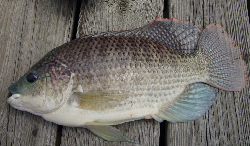 Blue_Tilapia invasive species fisheries management