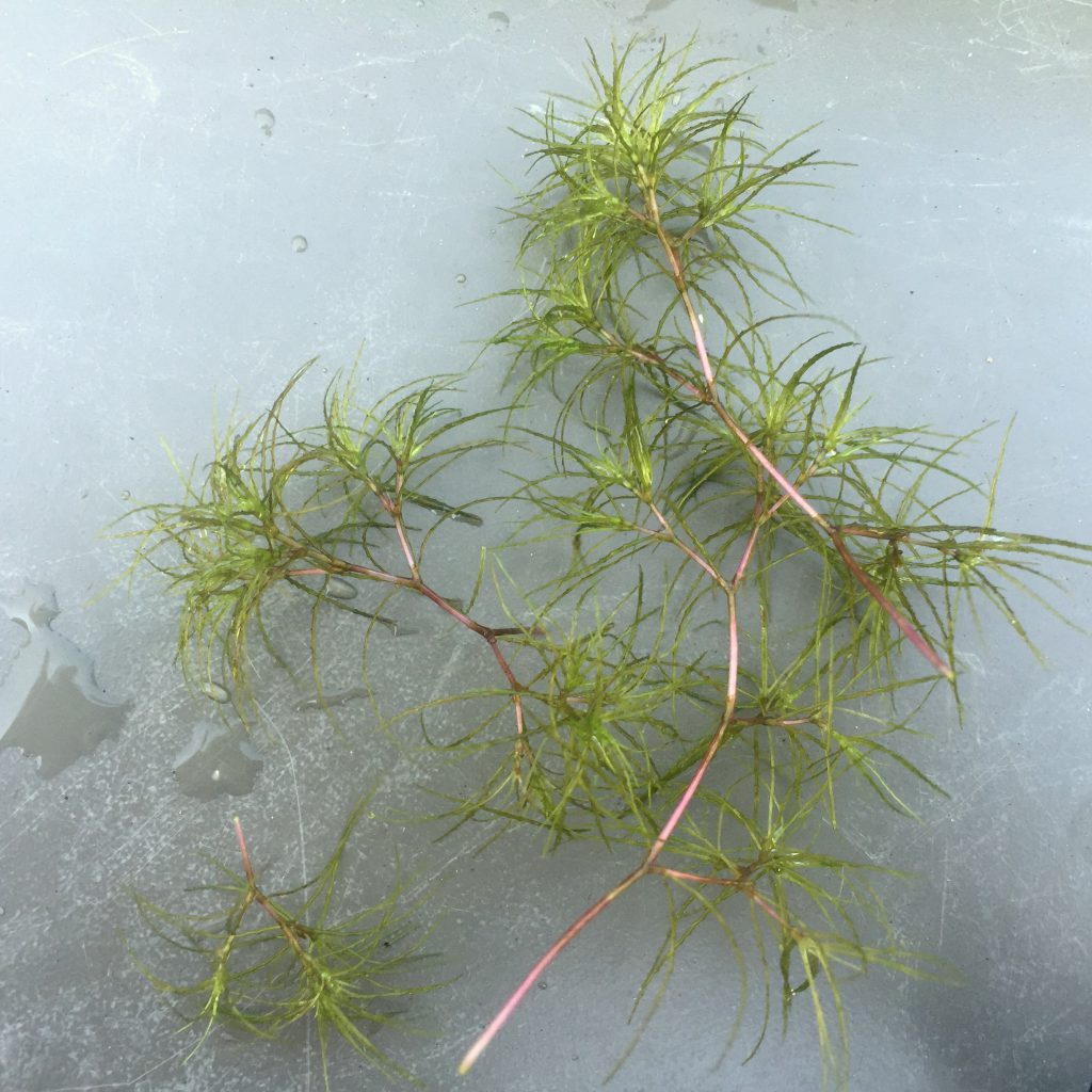 southern naiad bushy pondweed