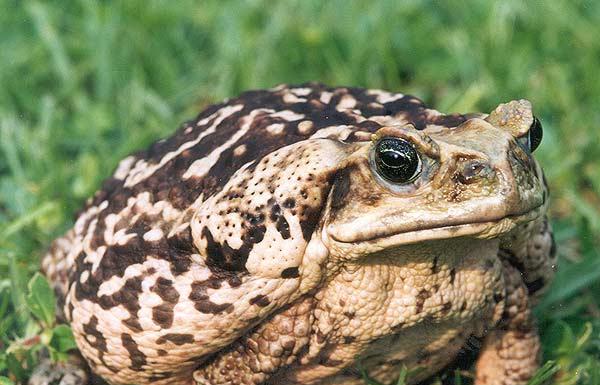 Cane-toad (Bufo_marinus) invasive species