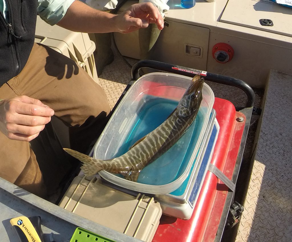 tiger muskie