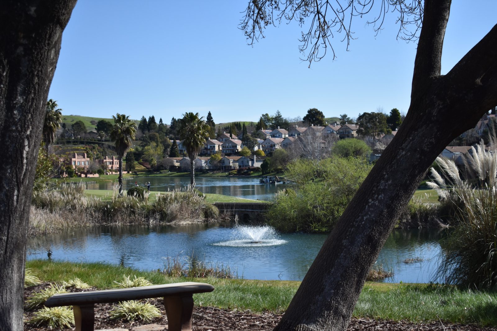 scenic lake and pond management north