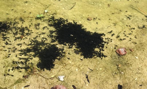 cane toad tadpoles