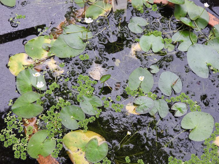 Nymphoides_cristata-floating hearts invasive aquatic weeds