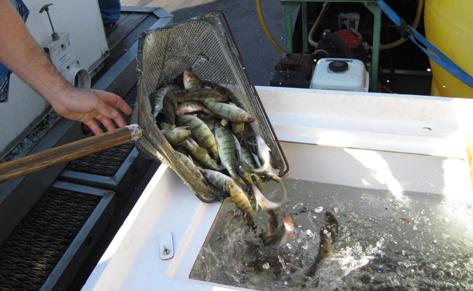 Fisheries Management: Stocking Supplemental Forage Fish