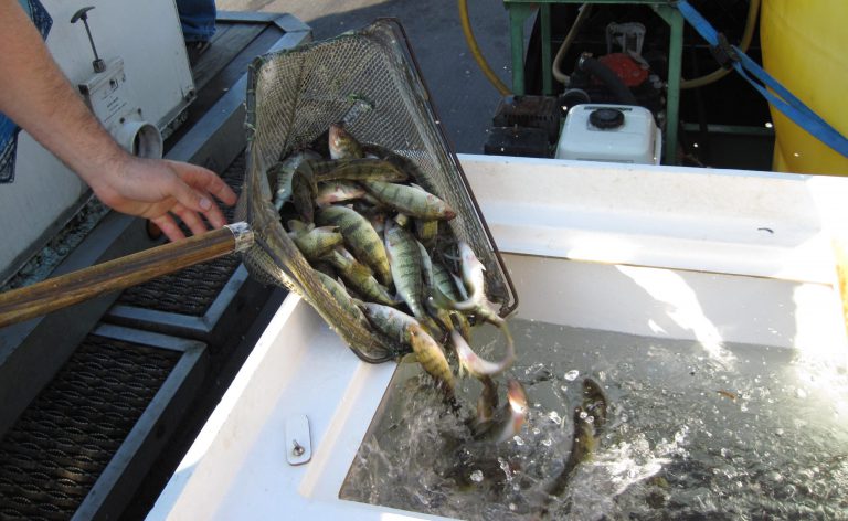 fish-stocking-florida-lake-fisheries-management