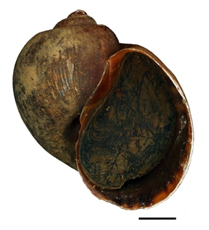 Pomacea maculata shell