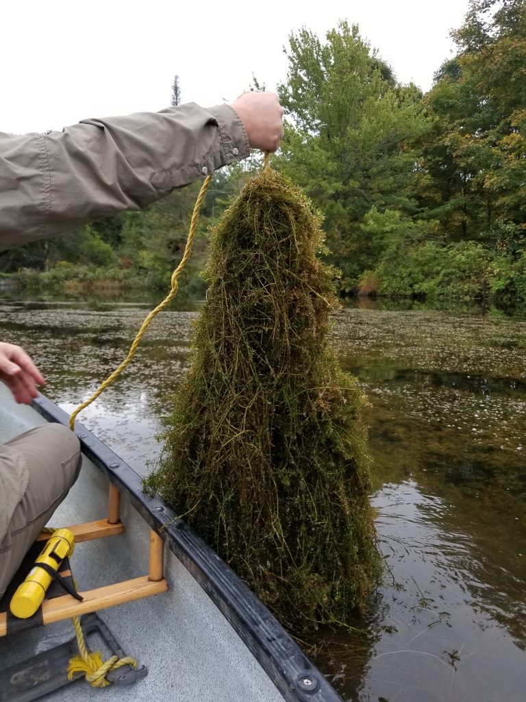 Submerged plant species