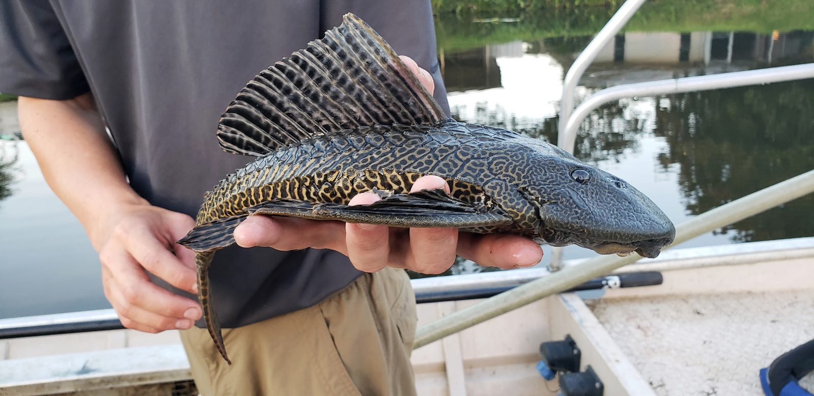 armored catfish invasive species fisheries management closeup