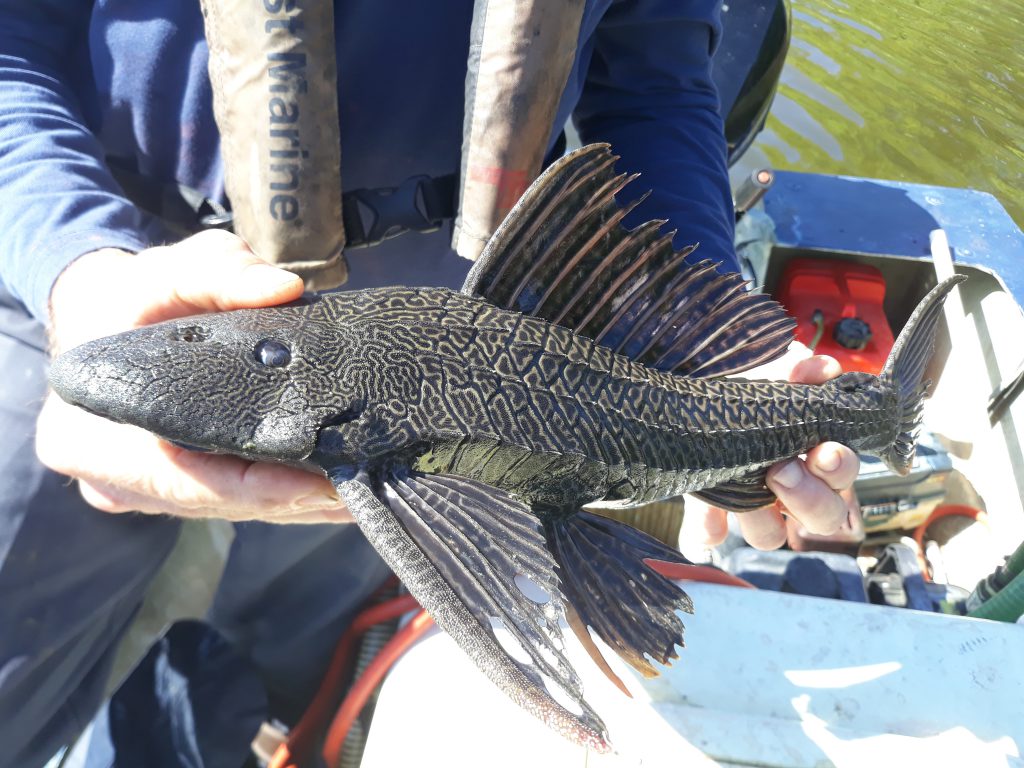 armored catfish solitude lake management fisheries