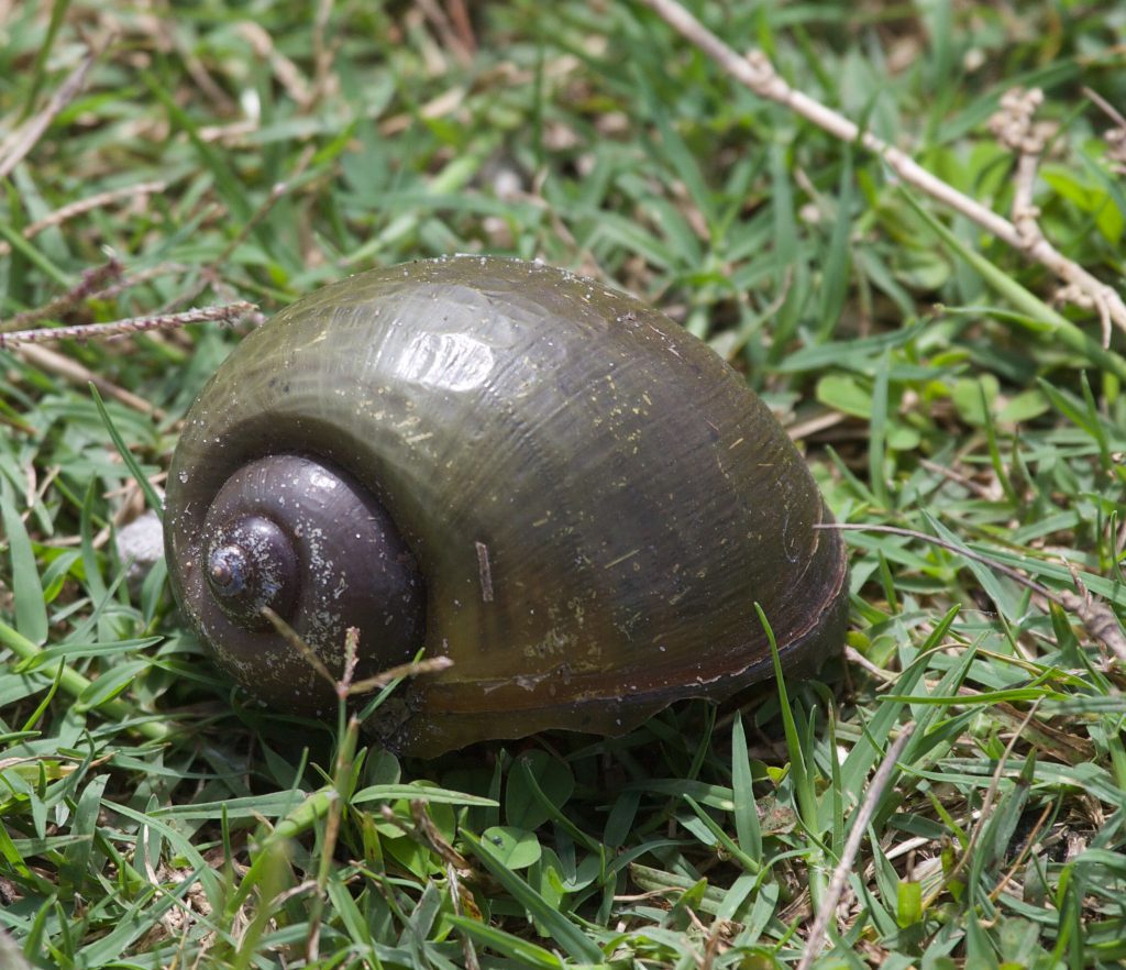 island apple snail invasive aquatic species -Pomacea_maculata_shell