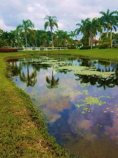 procellacor nutrient remediation algae and aquatic weed before 1