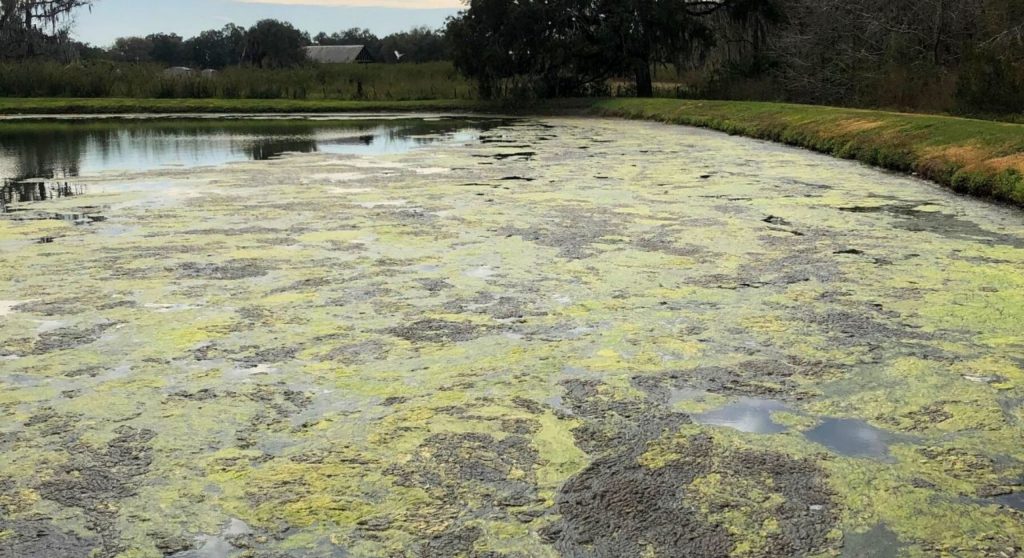 Aquatic Weed & Algae Control before