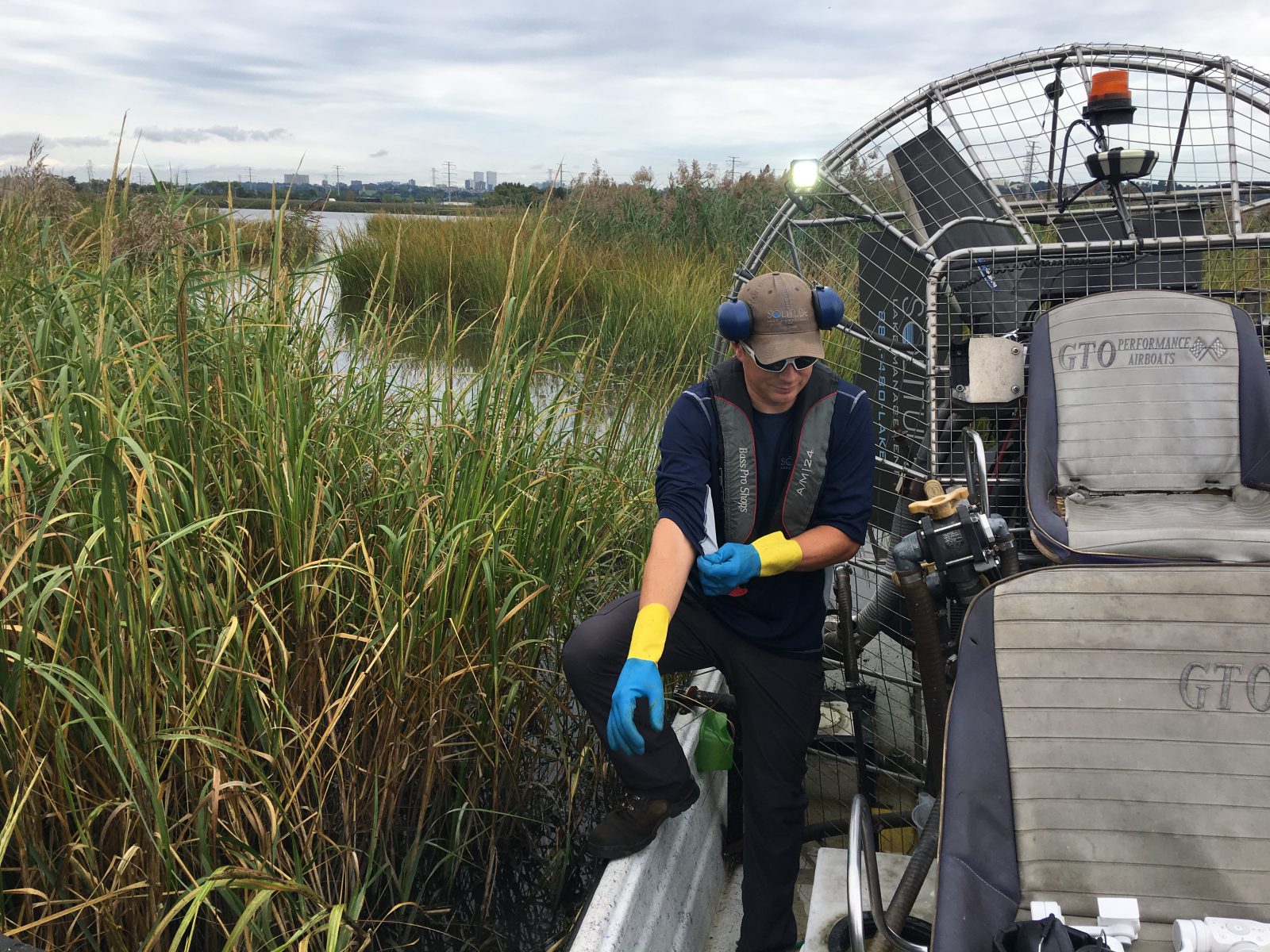 Assessment of the infestation colleagues on the job phragmites removal in ny