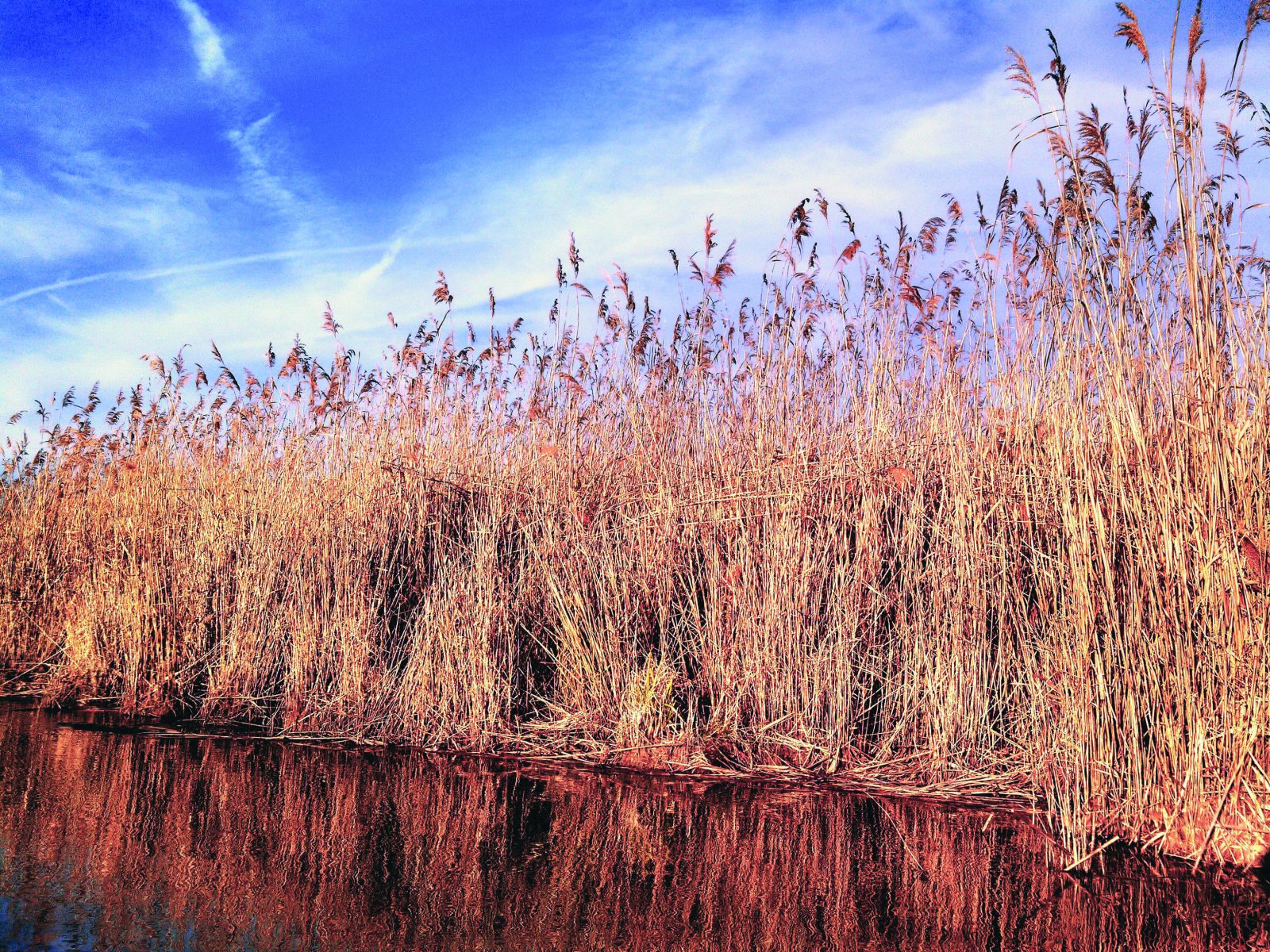 phragmites invasive species management and control scenic ny new york