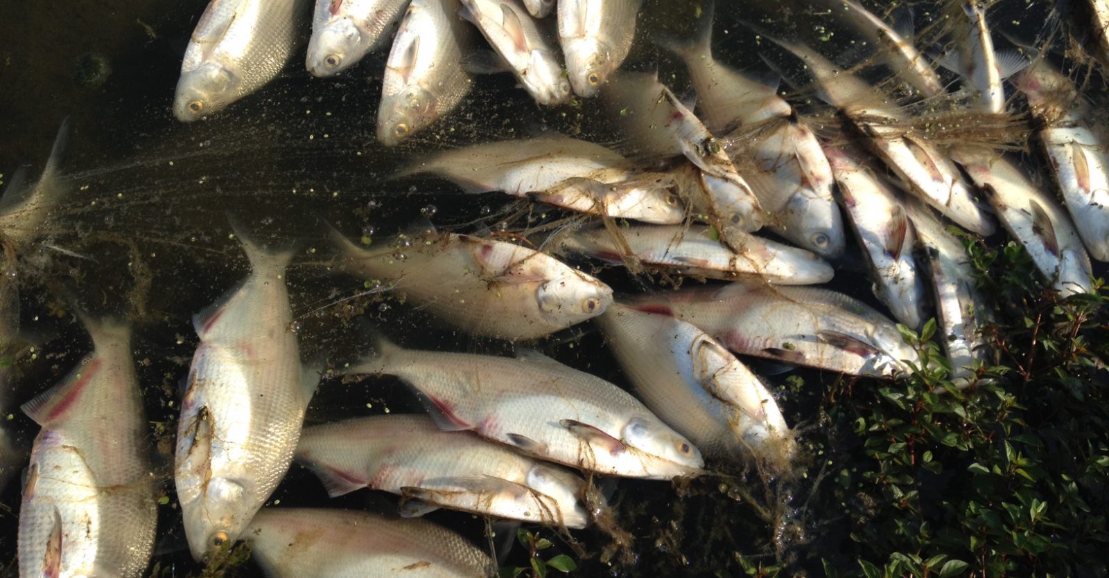 fish kill nuisance pond animals invasive species fisheries management fisheries plan