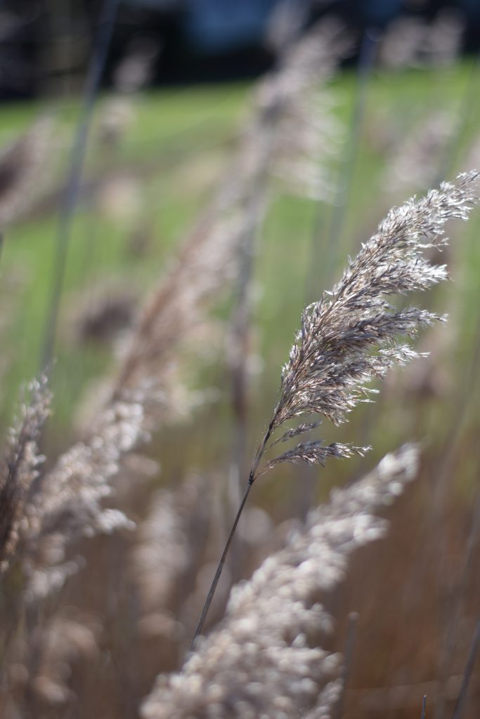 Paragraph 1 - Phragmites australis, known...